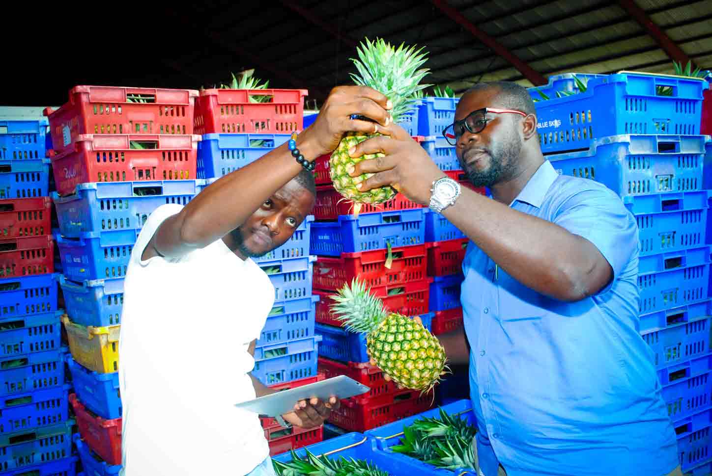 ICT in the Agricultural Sector Business Concepts from Ghanaian Youth